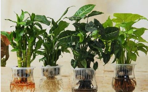 家庭植物風水的擺放有什么講究